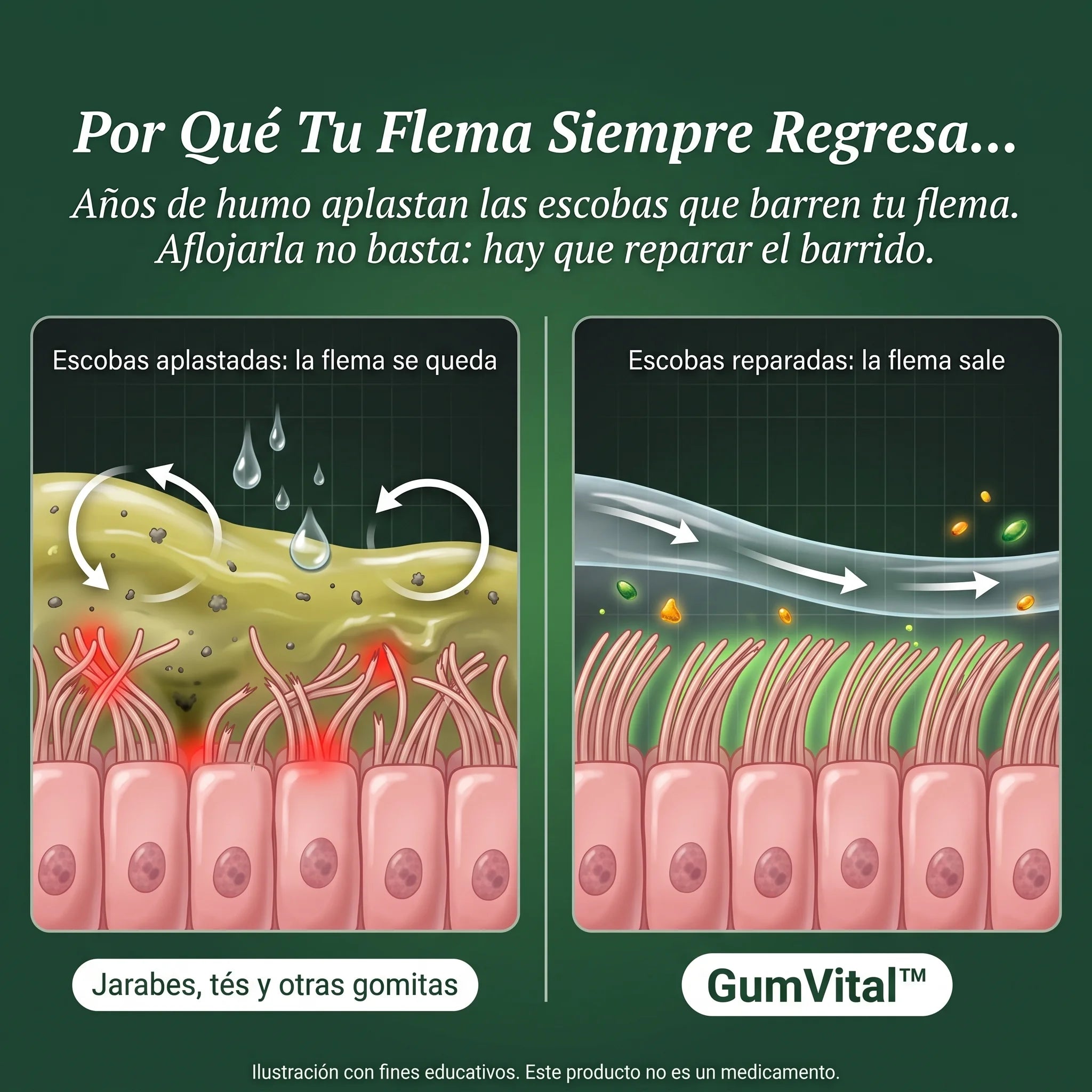 GumVital | Gomitas de Gordolobo
